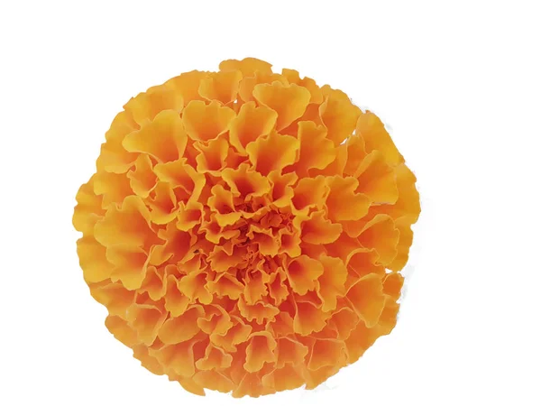 Piękny pomarańczowy kwiat marigold izolowane na białym tle — Zdjęcie stockowe