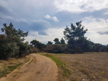 yol alanları kırsal etrafında çam ve zeytin ağaçları ile alansal