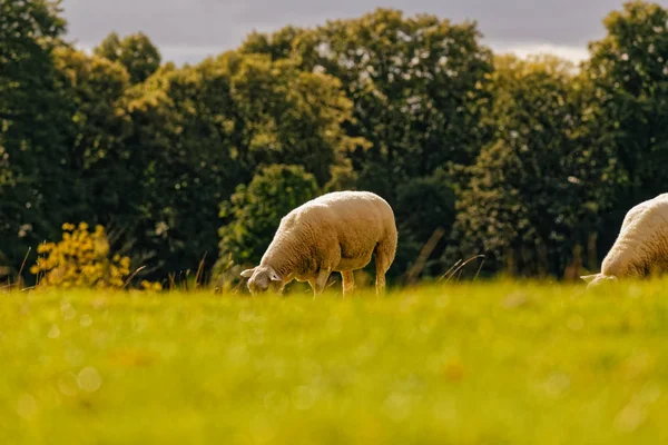 Sheep on the grass — Stock Photo, Image