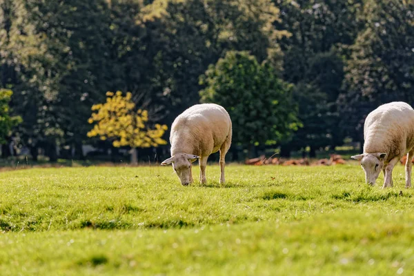 Moutons sur l'herbe — Photo