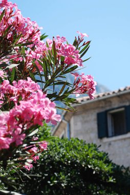 Kotor (Karadağ): güzel çiçekler, giriş tipik bir ev