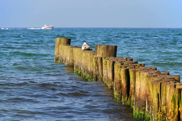 Береговая охрана в Kuehlungsborn (Германия): groynes — стоковое фото