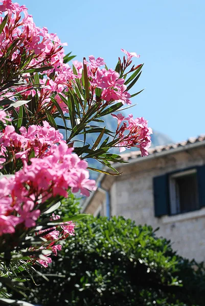 Kotor (Karadağ): güzel çiçekler, tipik bir ev içinde belgili tanımlık geçmiş
