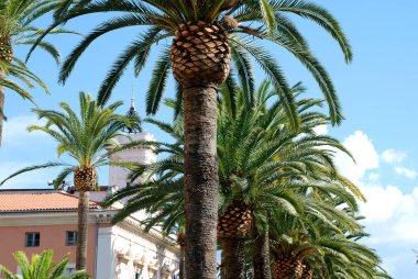 Palmiye ağaçları Ajaccio'deki Corsica, Fransa