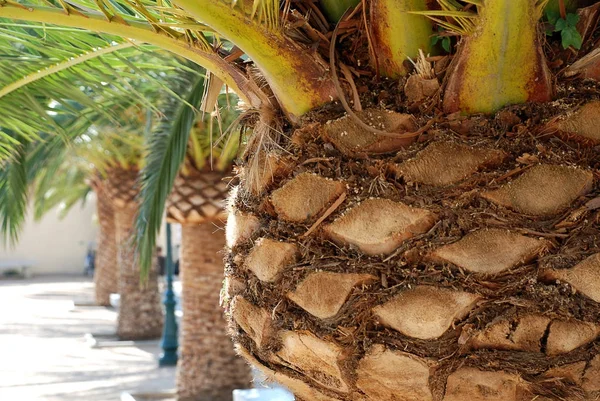 Palmen in ajaccio, Korsika, Frankreich — Stockfoto