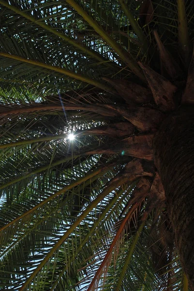 Пальма-дерево в Ajaccio, Корсика, Франция — стоковое фото