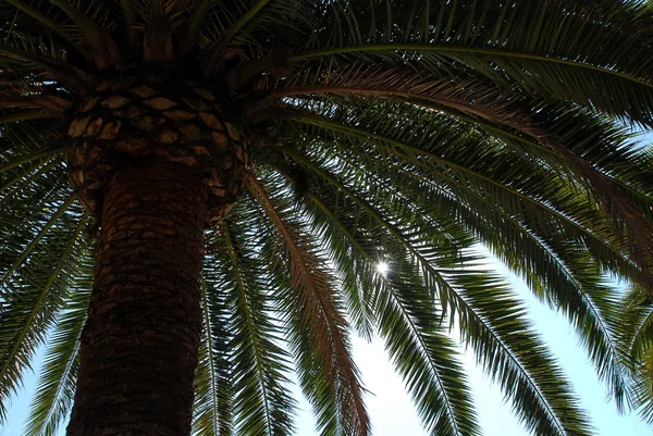 Palme in ajaccio, Korsika, Frankreich — Stockfoto