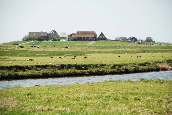 Mieszkania na Warft na Hallig Hooge w Północnej Fryzji — Zdjęcie stockowe