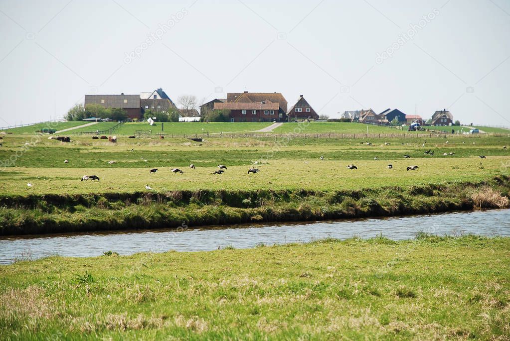 Dwellings on the Warft on the Hallig Hooge in north Friesland