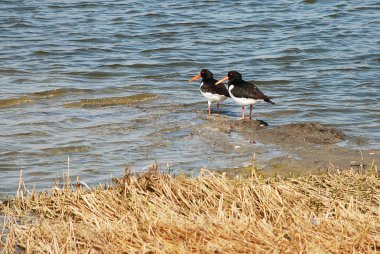 Eurasian oystercatcher (lat.: Haematopus ostralegus) clipart