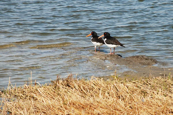 Avrasya Poyraz kuşugiller (lat.: Haematopus ostralegus)