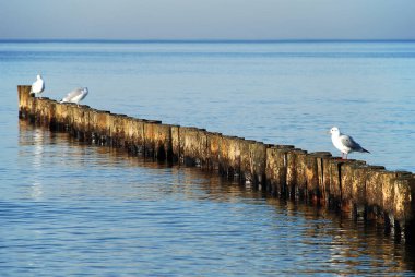 Sahil koruma, Baltık Denizi (Kuehlungsborn, Almanya): groynes