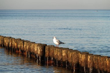 Sahil koruma, Baltık Denizi (Kuehlungsborn, Almanya): groynes