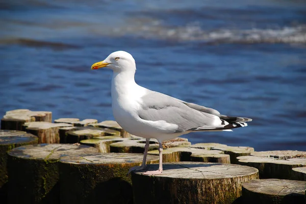 Seagulls at the Baltic Sea, Germany, sitting on groynes
