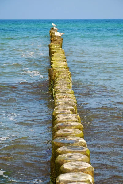 海岸のバルト海 (ドイツ ・ キュールンクスボルン) の保護: groynes — ストック写真