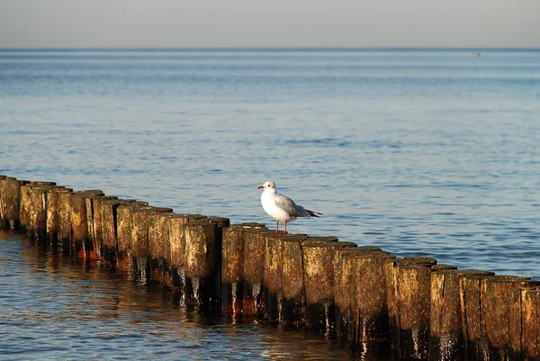 Sahil koruma, Baltık Denizi (Kuehlungsborn, Almanya): groynes