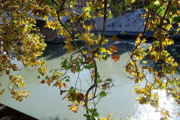 Rome, イタリアのテヴェレ川の背景で、緑の葉と枝 — ストック写真
