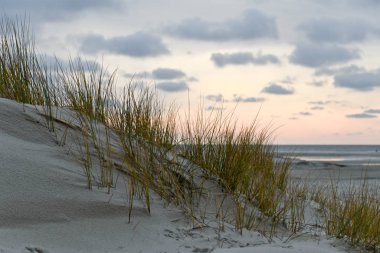 Manzara Amrum, Almanya