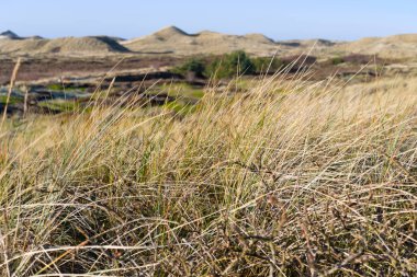 Manzara Amrum, Almanya. 