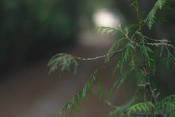 Una rama de thuja sobre un fondo borroso —  Fotos de Stock