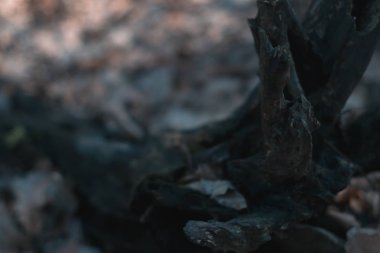 Orman arka plan içinde ağaç kabuğu Kuru