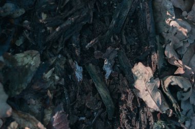 Orman arka plan içinde ağaç kabuğu Kuru