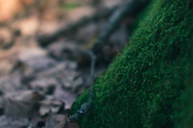 Ormandaki bir ağaç güneş ışığı altında üzerinde akşam yosun