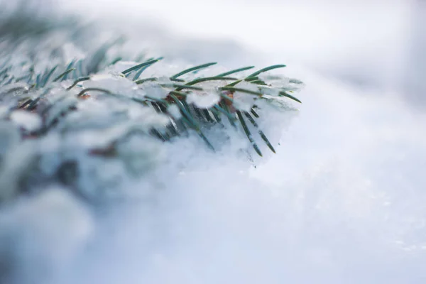 雪の上のクリスマス ツリー ブランチ — ストック写真