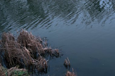 Nehir kenarındaki ilkbahar manzarası.
