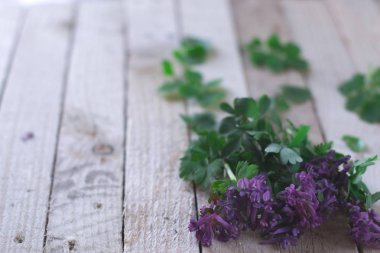 Campanula'lar ahşap arka plan üzerinde.