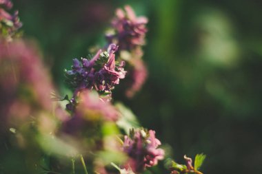 Akşam niteliğine çiçek açan campanula'lar.