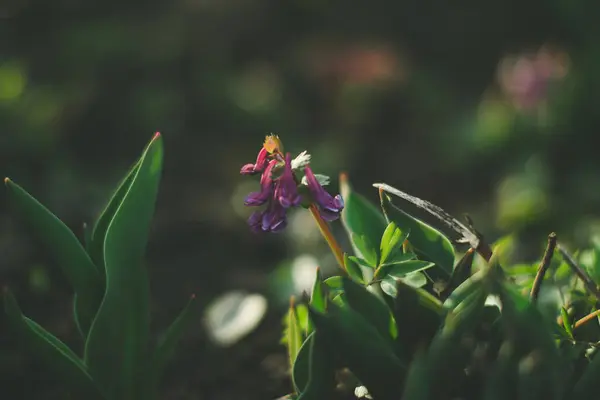 Primula bloeien in de avond op de natuur. — Stockfoto