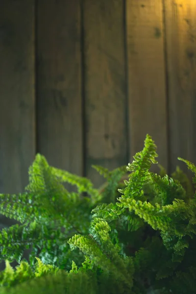 Florero de helecho verde sobre fondo de madera . —  Fotos de Stock
