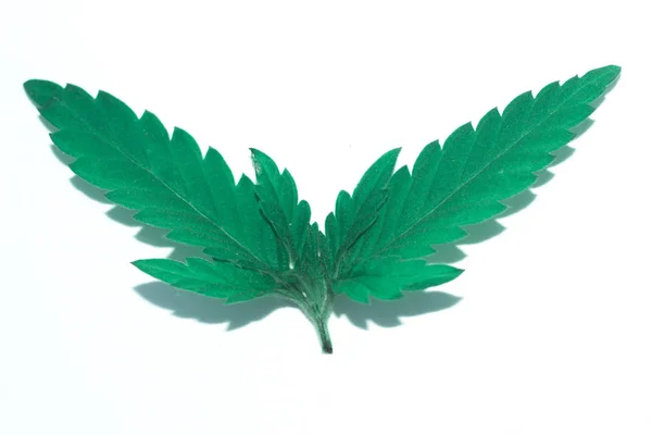 Folha de cannabis isolado no fundo branco. — Fotografia de Stock