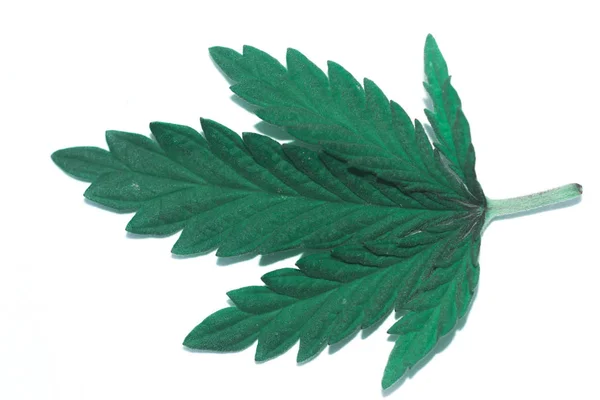 Cannabis leaf isolated on white background. — Stock Photo, Image