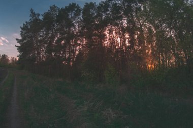 Akşam bahar orman balıkgözü gün batımında.