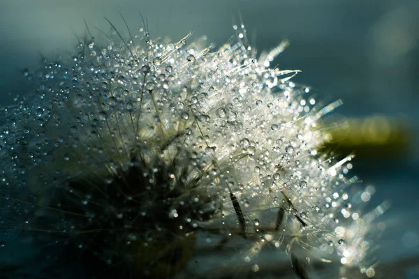 Macro shot of dandelion in water drops
