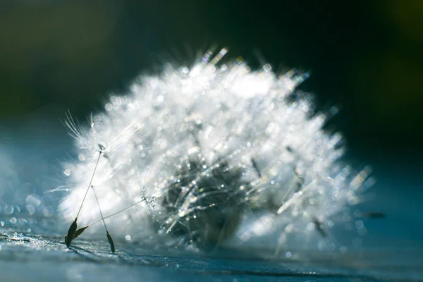 Macro de diente de león en gotas de agua . — Foto de Stock