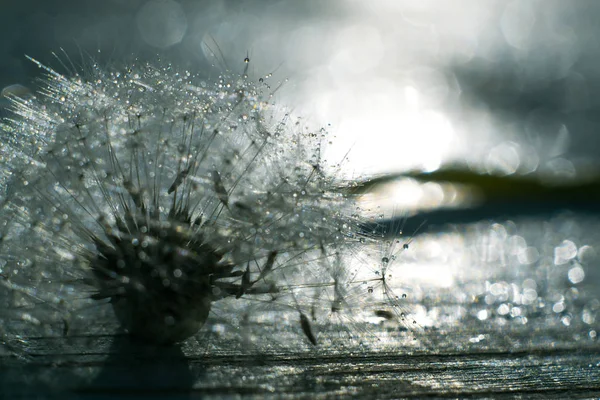 Macro de dente-de-leão em gotas de água . — Fotografia de Stock