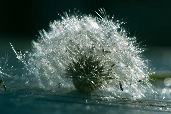 Macro of dandelion in water drops. — Stock Photo, Image