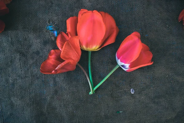 Tulips in the background of sacking. — Stock Photo, Image