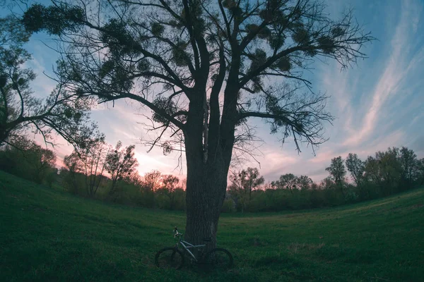 Fahrrad neben einem Baum — Stockfoto