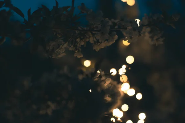 Blossoming tree in the lights of garlands. — Stock Photo, Image