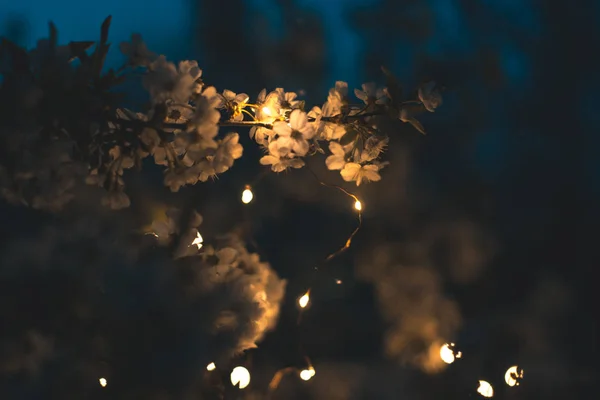 Kwitnąca drzewo w światłach girlandy. — Zdjęcie stockowe