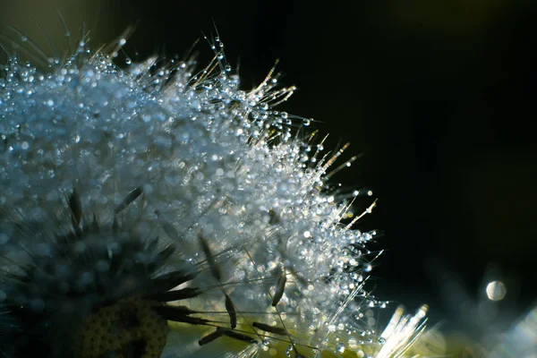 Macro de diente de león en gotas de agua . — Foto de Stock