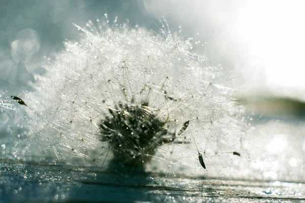 Macro Tiro Dente Leão Gotas Água — Fotografia de Stock