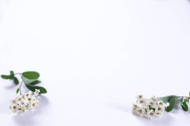 Kağıt beyaz zemin üzerine çiçek açan alanlara.