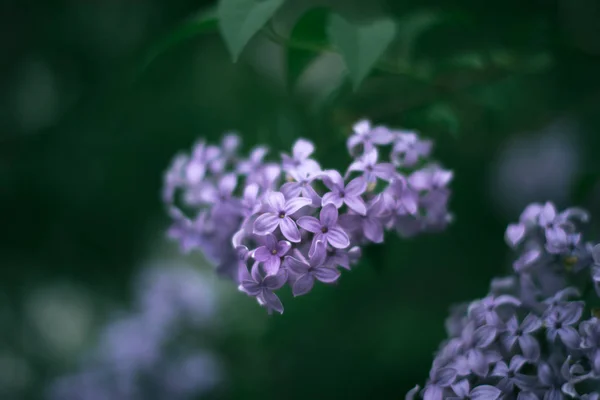 Fioritura lilla con sfondo sfocato su un ramo . — Foto Stock
