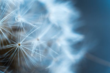 Gri bir arka plan üzerinde karahindiba makro.