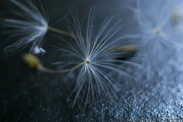 Macro diente de león sobre un fondo gris . — Foto de Stock